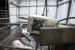 Electric stunner in slaughterhouse kill pen - Captured at Menzel's Meats, Kapunda SA Australia.