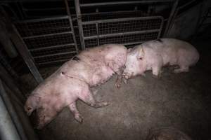 Pigs in slaughterhouse holding pens - Captured at Menzel's Meats, Kapunda SA Australia.