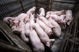 Piglets in crowded slaughterhouse kill pen - Captured at Menzel's Meats, Kapunda SA Australia.