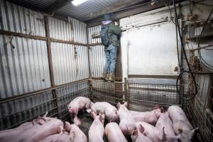 Investigator climbing wall next to crowded slaughterhouse kill pen - Captured at Menzel's Meats, Kapunda SA Australia.