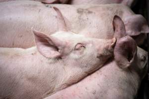 Close up of piglet in slaughterhouse kill pen - Captured at Menzel's Meats, Kapunda SA Australia.