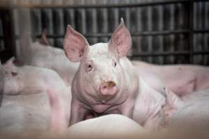 Close up of piglet in slaughterhouse kill pen - Captured at Menzel's Meats, Kapunda SA Australia.