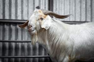 Rangeland goat in slaughterhouse kill pen - Captured at Menzel's Meats, Kapunda SA Australia.