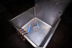 Knives in sink inside slaughterhouse kill room - Captured at Menzel's Meats, Kapunda SA Australia.