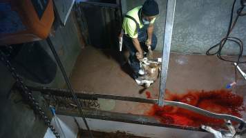 Goat Slaughter - Snowtown slaughters goats and sheep by cutting their throat, without stunning. The animals are dragged by hand from a small pen and then held down by a worker as their throat is slit. A knife is then used to pierce a hole in their leg which a hook is inserted through to hang them on the shackle line.
According to the Australian Standard for the Hygienic Production and Transportation of Meat and Meat Products for Human Consumption (AS 4696) in the cases of ritual slaughter (kosher and halal) where an animal is 'stuck' (has their throat slit) without being rendered unconcious,