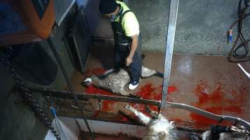 Goat slaughter - Snowtown slaughters goats and sheep by cutting their throat, without stunning. The animals are dragged by hand from a small pen and then held down by a worker as their throat is slit. A knife is then used to pierce a hole in their leg which a hook is inserted through to hang them on the shackle line.
According to the Australian Standard for the Hygienic Production and Transportation of Meat and Meat Products for Human Consumption (AS 4696) in the cases of ritual slaughter (kosher and halal) where an animal is 'stuck' (has their throat slit) without being rendered unconcious,