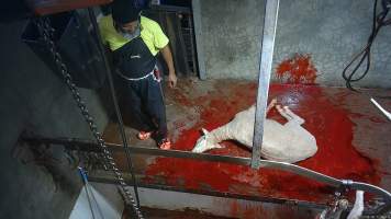 Sheep slaughter - Snowtown slaughters goats and sheep by cutting their throat, without stunning. The animals are dragged by hand from a small pen and then held down by a worker as their throat is slit. A knife is then used to pierce a hole in their leg which a hook is inserted through to hang them on the shackle line.
According to the Australian Standard for the Hygienic Production and Transportation of Meat and Meat Products for Human Consumption (AS 4696) in the cases of ritual slaughter (kosher and halal) where an animal is 'stuck' (has their throat slit) without being rendered unconcious,