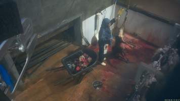 A goat falls to the floor from the kill platform - Snowtown slaughters goats and sheep by cutting their throat, without stunning. The animals are dragged by hand from a small pen and then held down by a worker as their throat is slit. A knife is then used to pierce a hole in their leg which a hook is inserted through to hang them on the shackle line.
According to the Australian Standard for the Hygienic Production and Transportation of Meat and Meat Products for Human Consumption (AS 4696) in the cases of ritual slaughter (kosher and halal) where an animal is 'stuck' (has their throat slit) without being rendered unconcious,