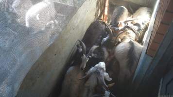 Goats in pre-kill pen - Sheep and goats are herded into a pre-kill pen where they wait to be dragged by hand into the kill room. They often stand on top of each other, attempt to hide and flee when the worker arrives. Many goats and sheep resist as they are being pulled into the kill room. - Captured at Snowtown Abattoir, Snowtown SA Australia.