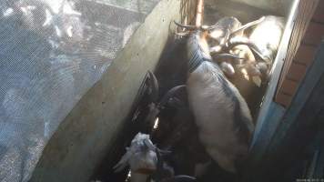 Goats in pre-kill pen - Sheep and goats are herded into a pre-kill pen where they wait to be dragged by hand into the kill room. They often stand on top of each other, attempt to hide and flee when the worker arrives. Many goats and sheep resist as they are being pulled into the kill room. - Captured at Snowtown Abattoir, Snowtown SA Australia.