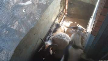 Goat resisting being dragged - Sheep and goats are herded into a pre-kill pen where they wait to be dragged by hand into the kill room. They often stand on top of each other, attempt to hide and flee when the worker arrives. Many goats and sheep resist as they are being pulled into the kill room. - Captured at Snowtown Abattoir, Snowtown SA Australia.