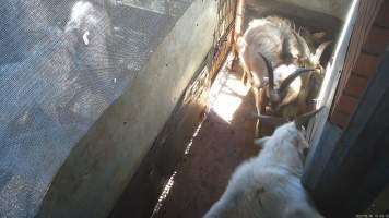 Goat resisting being dragged - Sheep and goats are herded into a pre-kill pen where they wait to be dragged by hand into the kill room. They often stand on top of each other, attempt to hide and flee when the worker arrives. Many goats and sheep resist as they are being pulled into the kill room. - Captured at Snowtown Abattoir, Snowtown SA Australia.