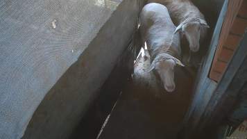 Sheep in holding pen - Sheep and goats are herded into a pre-kill pen where they wait to be dragged by hand into the kill room. They often stand on top of each other, attempt to hide and flee when the worker arrives. Many goats and sheep resist as they are being pulled into the kill room. - Captured at Snowtown Abattoir, Snowtown SA Australia.