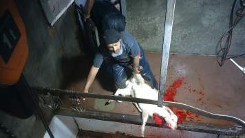 Goat slaughter - Snowtown slaughters goats and sheep by cutting their throat, without stunning. The animals are dragged by hand from a small pen and then held down by a worker as their throat is slit. A knife is then used to pierce a hole in their leg which a hook is inserted through to hang them on the shackle line.
According to the Australian Standard for the Hygienic Production and Transportation of Meat and Meat Products for Human Consumption (AS 4696) in the cases of ritual slaughter (kosher and halal) where an animal is 'stuck' (has their throat slit) without being rendered unconcious,