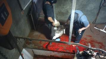Goat slaughter - Snowtown slaughters goats and sheep by cutting their throat, without stunning. The animals are dragged by hand from a small pen and then held down by a worker as their throat is slit. A knife is then used to pierce a hole in their leg which a hook is inserted through to hang them on the shackle line.
According to the Australian Standard for the Hygienic Production and Transportation of Meat and Meat Products for Human Consumption (AS 4696) in the cases of ritual slaughter (kosher and halal) where an animal is 'stuck' (has their throat slit) without being rendered unconcious,