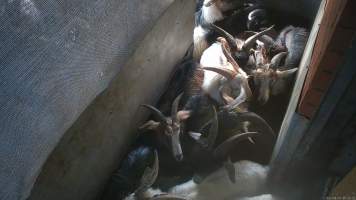 Goats in holding pen - Goats and sheep are herded into a small holding pen then dragged by hand into the kill room where their throats are slit. Animals frequently stand on top of each other, try to hide and flee when the worker arrives. Many resist as they are pulled into the kill room. - Captured at Snowtown Abattoir, Snowtown SA Australia.