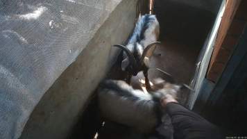 Goat resisting being dragged - Goats and sheep are herded into a small holding pen then dragged by hand into the kill room where their throats are slit. Animals frequently stand on top of each other, try to hide and flee when the worker arrives. Many resist as they are pulled into the kill room. - Captured at Snowtown Abattoir, Snowtown SA Australia.