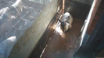 Goat in holding pen - Goats and sheep are herded into a small holding pen then dragged by hand into the kill room where their throats are slit. Animals frequently stand on top of each other, try to hide and flee when the worker arrives. Many resist as they are pulled into the kill room. - Captured at Snowtown Abattoir, Snowtown SA Australia.