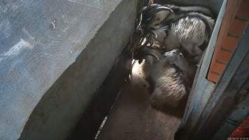 Goat in holding pen - Goats and sheep are herded into a small holding pen then dragged by hand into the kill room where their throats are slit. Animals frequently stand on top of each other, try to hide and flee when the worker arrives. Many resist as they are pulled into the kill room. - Captured at Snowtown Abattoir, Snowtown SA Australia.