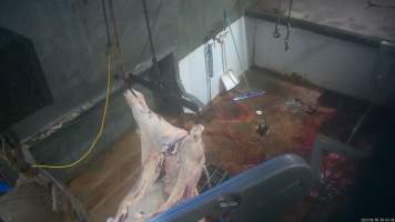 Cow 'processing' - Cows thrash and convulse on the ground for minutes after their throat has been slit. They are then hoisted onto a shackle line where their head, limbs and skin are removed. - Captured at Snowtown Abattoir, Snowtown SA Australia.