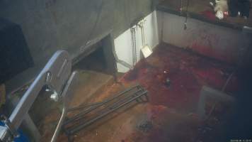 Sheep slaughter - Snowtown slaughters goats and sheep by cutting their throat, without stunning. The animals are dragged by hand from a small pen and then held down by a worker as their throat is slit. A knife is then used to pierce a hole in their leg which a hook is inserted through to hang them on the shackle line.
According to the Australian Standard for the Hygienic Production and Transportation of Meat and Meat Products for Human Consumption (AS 4696) in the cases of ritual slaughter (kosher and halal) where an animal is 'stuck' (has their throat slit) without being rendered unconcious,