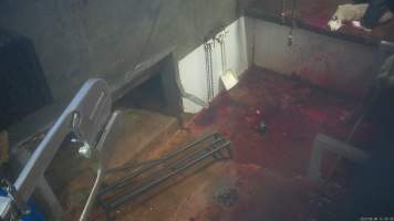 Sheep slaughter - Snowtown slaughters goats and sheep by cutting their throat, without stunning. The animals are dragged by hand from a small pen and then held down by a worker as their throat is slit. A knife is then used to pierce a hole in their leg which a hook is inserted through to hang them on the shackle line.
According to the Australian Standard for the Hygienic Production and Transportation of Meat and Meat Products for Human Consumption (AS 4696) in the cases of ritual slaughter (kosher and halal) where an animal is 'stuck' (has their throat slit) without being rendered unconcious,