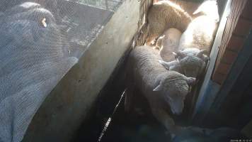 Sheep resisting being dragged - Goats and sheep are herded into a small holding pen then dragged by hand into the kill room where their throats are slit. Animals frequently stand on top of each other, try to hide and flee when the worker arrives. Many resist as they are pulled into the kill room. - Captured at Snowtown Abattoir, Snowtown SA Australia.