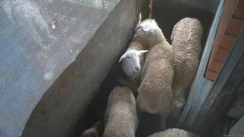 Sheep in holding pen - Goats and sheep are herded into a small holding pen then dragged by hand into the kill room where their throats are slit. Animals frequently stand on top of each other, try to hide and flee when the worker arrives. Many resist as they are pulled into the kill room. - Captured at Snowtown Abattoir, Snowtown SA Australia.