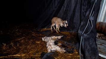 Bear - Bear was a newborn goat who investigators rescued from the holding pens at Snowtown slaughterhouse. She was taken into the care of a sanctuary however sadly passed away two days later. - Captured at Snowtown Abattoir, Snowtown SA Australia.