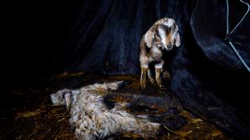 Bear - Bear was a newborn goat who investigators rescued from the holding pens at Snowtown slaughterhouse. She was taken into the care of a sanctuary however sadly passed away two days later. - Captured at Snowtown Abattoir, Snowtown SA Australia.