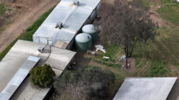 Dead pig outside of piggery - Captured at Albar Piggery, Dalby QLD Australia.