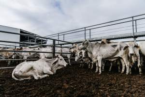 Cows at Dalrymple Saleyards - Cows at the Dalrymple Saleyards for the 'Charters Towers Sales'. - Captured at Dalrymple Saleyards, Black Jack QLD Australia.