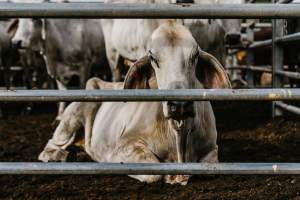 Cows at Dalrymple Saleyards - Cows at the Dalrymple Saleyards for the 'Charters Towers Sales'. - Captured at Dalrymple Saleyards, Black Jack QLD Australia.