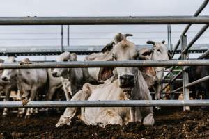 Cows at Dalrymple Saleyards - Cows at the Dalrymple Saleyards for the 'Charters Towers Sales'. - Captured at Dalrymple Saleyards, Black Jack QLD Australia.