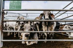 Cows at Dalrymple Saleyards - Cows at the Dalrymple Saleyards for the 'Charters Towers Sales'. - Captured at Dalrymple Saleyards, Black Jack QLD Australia.