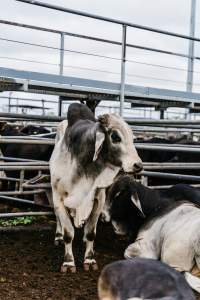 Cows at Dalrymple Saleyards - Cows at the Dalrymple Saleyards for the 'Charters Towers Sales'. - Captured at Dalrymple Saleyards, Black Jack QLD Australia.