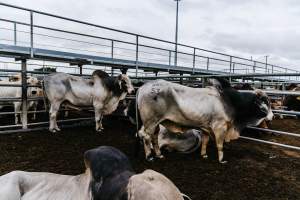 Cows at Dalrymple Saleyards - Cows at the Dalrymple Saleyards for the 'Charters Towers Sales'. - Captured at Dalrymple Saleyards, Black Jack QLD Australia.