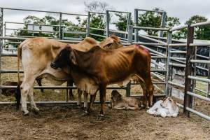 Mother and baby cows at the Saleyard - Mothers and babies at the Dalrymple Saleyards for the 'Charters Towers Sales'. - Captured at Dalrymple Saleyards, Black Jack QLD Australia.