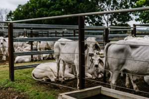 Cows at Dalrymple Saleyards - Cows at the Dalrymple Saleyards for the 'Charters Towers Sales'. - Captured at Dalrymple Saleyards, Black Jack QLD Australia.