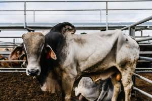 Cows at Dalrymple Saleyards - Cows at the Dalrymple Saleyards for the 'Charters Towers Sales'. - Captured at Dalrymple Saleyards, Black Jack QLD Australia.