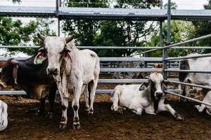 Cows at Dalrymple Saleyards - Cows at the Dalrymple Saleyards for the 'Charters Towers Sales'. - Captured at Dalrymple Saleyards, Black Jack QLD Australia.