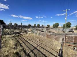 Decrepit conditions of abandoned Saleyard - Captured at Moree Saleyards, Moree NSW Australia.