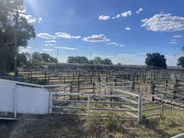 Decrepit conditions of abandoned Saleyard - Captured at Moree Saleyards, Moree NSW Australia.