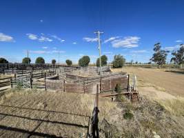 Decrepit conditions of abandoned Saleyard - Captured at Moree Saleyards, Moree NSW Australia.