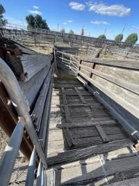 Decrepit conditions of abandoned Saleyard - Captured at Moree Saleyards, Moree NSW Australia.