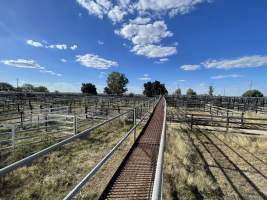 Decrepit conditions of abandoned Saleyard - Captured at Moree Saleyards, Moree NSW Australia.