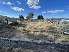 Decrepit conditions of abandoned Saleyard - Captured at Moree Saleyards, Moree NSW Australia.