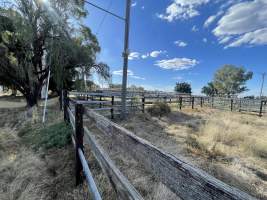 Decrepit conditions of abandoned Saleyard - Captured at Moree Saleyards, Moree NSW Australia.