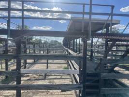 Decrepit conditions of abandoned Saleyard - Captured at Moree Saleyards, Moree NSW Australia.