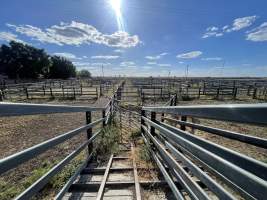 Decrepit conditions of abandoned Saleyard - Captured at Moree Saleyards, Moree NSW Australia.